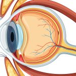 3 doenças de retina em Curitiba silenciosas que podem causar perda permanente da visão