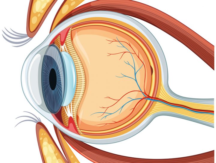 3 doenças de retina em Curitiba silenciosas que podem causar perda permanente da visão